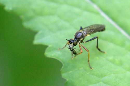 Réf. 206 067 : Dioctria sp.